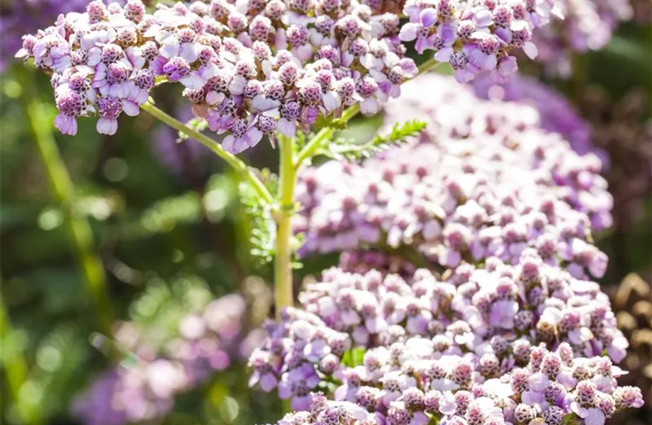 Staudengarten – Gestaltungshinweise