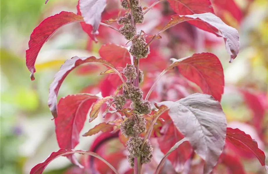 Staudengarten – Gestaltungshinweise