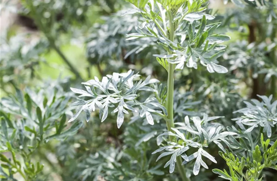 Besondere Kräuter mit Aromen