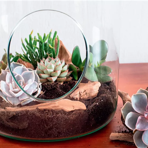 DIY-Tipp Oktober: Sukkulenten-Terrarien