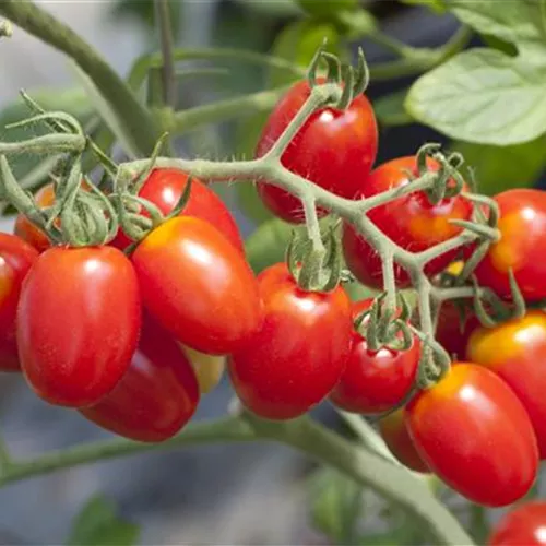 Tomaten ausgeizen