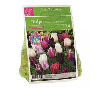 Blumenzwiebel Tulpe Magische Mischung