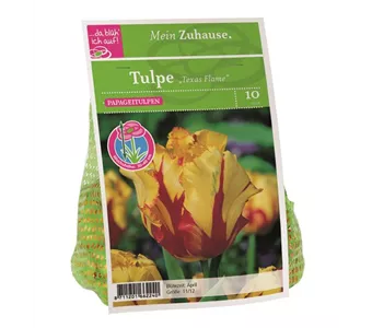 Blumenzwiebel Tulpe 'Texas Flame'