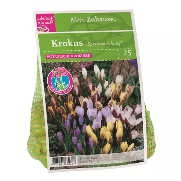 Blumenzwiebel Krokus Spezies Mischung